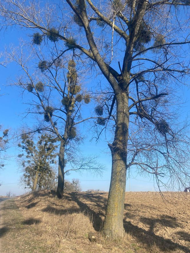   Ktoś podciął 29 dużych drzew. Mogły runąć na drogę. Sprawca poszukiwany