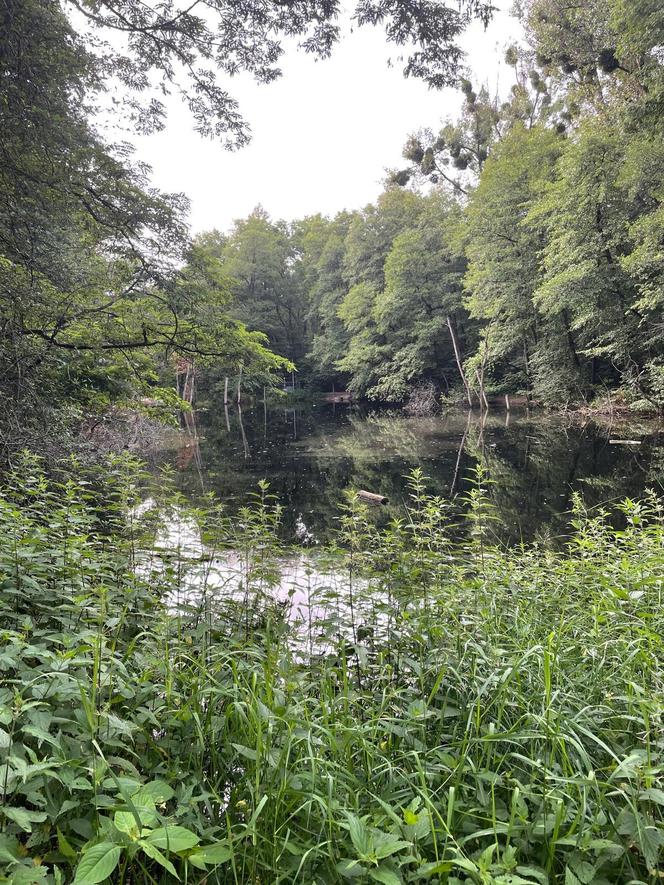 Zobacz wyjątkowy Rezerwat przyrody Żurawiniec w Poznaniu. Tutaj odpoczniesz od upałów