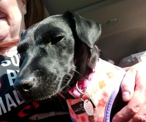 Polka oskarża PETA o kradzież psa