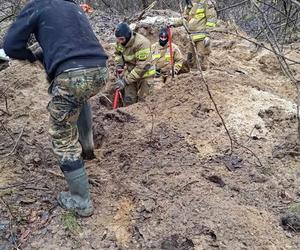 Lubelskie. Szczeniaki uwięzione w lisiej noże. Strażacy kopali w zmarzniętej ziemi przez 3 godziny