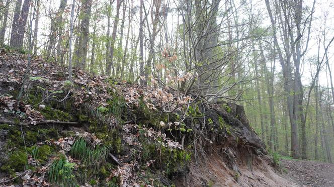 Olsztyn może pochwalić się największym kompleksem leśnym w Europie. Las Miejski zachwyca wiosną [ZDJĘCIA]