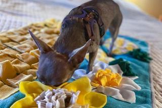  Poseł zrobił suczce pierwsze adopciny. Świętował z żoną i Lilką we Włoszech