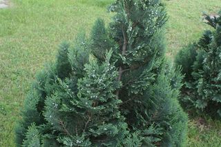 Cyprysik Lawsona - Chamaecyparis lawsoniana