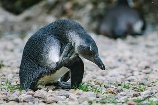 4 To pierwszy wykluty w łódzkim zoo pingwin przylądkowy