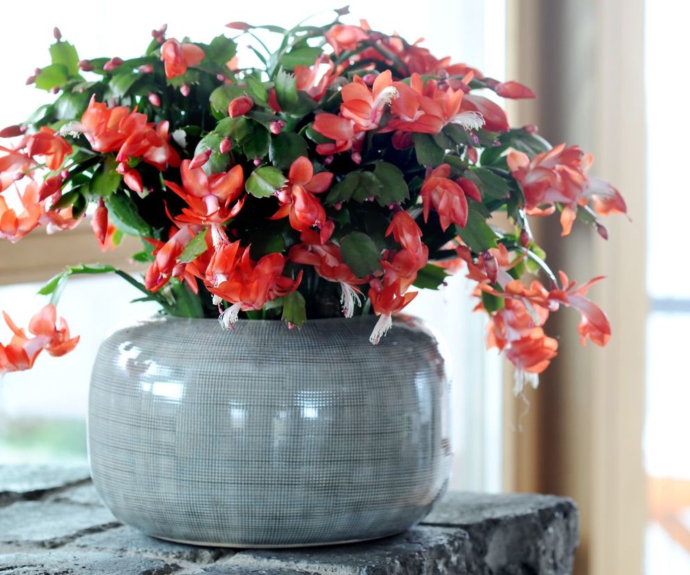 Szlumbergera = Zygokaktus = Grudnik