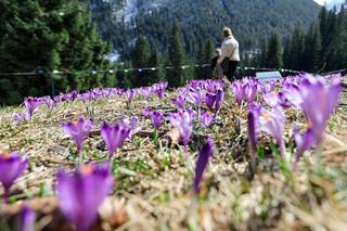 Krokusy w Tatrach rozkwitły przedwcześnie. Fioletowe kobierce ozdobią Podhale na Wielkanoc [GALERIA]