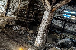 Horror koło Ostródy. Zwierzęta konały bez światła, wody i jedzenia