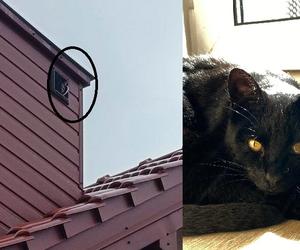 Starachowiccy strażacy uratowali kota. Zwierzę utknęło w kominie 