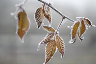 Śnieg w listopadzie? Jest najnowsza prognoza IMGW