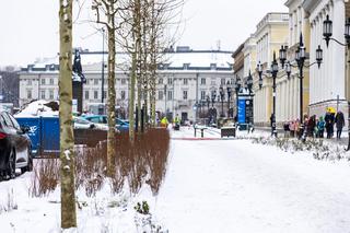 Nowe drzewa i krzewy na placu Bankowym w Warszawie, grudzień 2023 r.