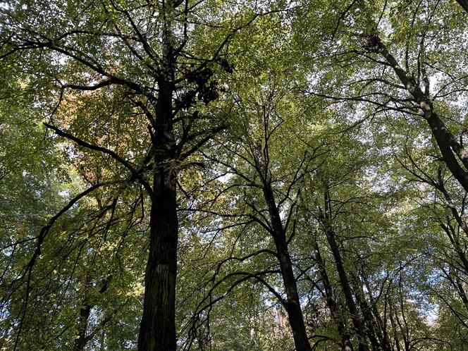 Park Kopernika w Gorzowie w jesiennej scenerii