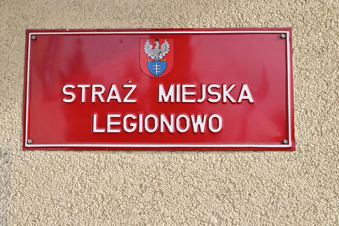  Obława na dziki w Legionowie. Komendant straży miejskiej apeluje: "Nie dokarmiajmy!"