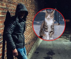 20-latek adoptował kota, by go skatować. Usłyszał wyrok. Sąd znacznie surowszy od prokuratury