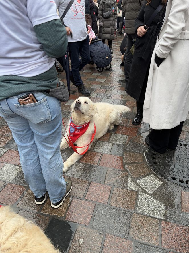 Golden Retriever WOŚP w Poznaniu