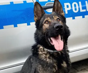 Psi policjant będzie ścigał przestępców w Świdniku. Jego specjalność to materiały wybuchowe