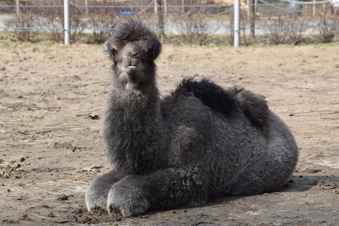 ZOO Poznań: Na świat przyszedł wielbłąd! Już zdążył skraść serca poznaniaków! [ZDJĘCIA]