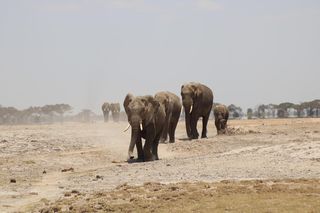 Zambia: Dwie turystki stratowane przez słonia podczas safari w Parku Narodowym South Luangwa