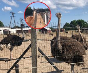 Strusia farma w Kniewie. Tu zobaczysz największe ptaki świata i ich posmakujesz! [GALERIA] 