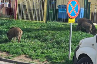 Dziki w Sosnowcu chodzą po osiedlach