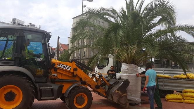 Palmy wróciły na rynek w Katowicach