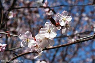   Prunus cerasifera 'Woodii' - śliwa wiśniowa 'Woodii' 