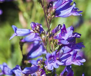 Penstemon heterophyllus 'Heavenly Blue'