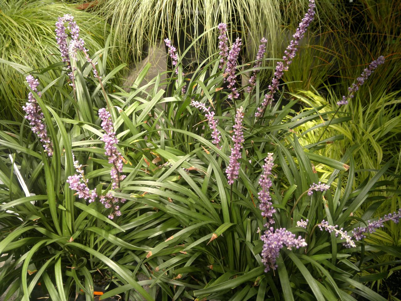 Liriope szafirkowata - Liriope muscari