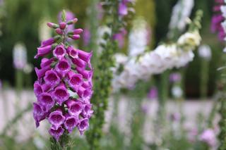 Skansen w Lublinie zachwyca w słoneczny letni dzień!