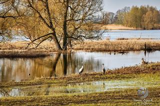 Rozlewisko Odry w powiecie gryfińskim 