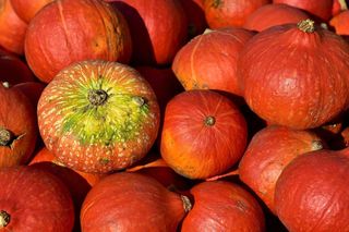 Jesienna atrakcja blisko Gdańska. Tutaj kupisz dynię, zrobisz sesję i spędzisz dzień na farmie