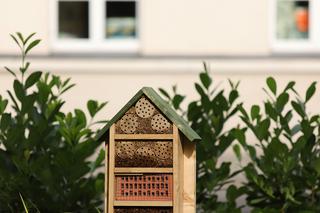 Rewitalizacja plantów w Kaliszu