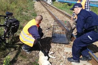 Ostrowiec: Ranny pies leżał na torach kolejowych. Gdyby nie policjanci już by nie żył!