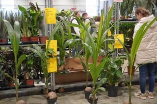 Największy targ roślin doniczkowych ponownie w Lublinie