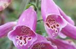 Naparstnica purpurowa