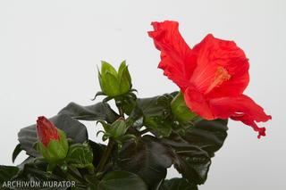 Róża chińska