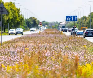 Łąki na warszawskich ulicach, w parkach i na skwerach. Jest ich coraz wiecej!