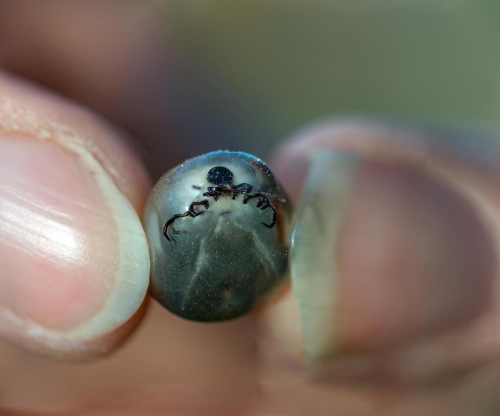 Interaktywna mapa kleszczy. Tu sprawdzisz, gdzie się znajdują i samodzielnie dodasz kleszcza