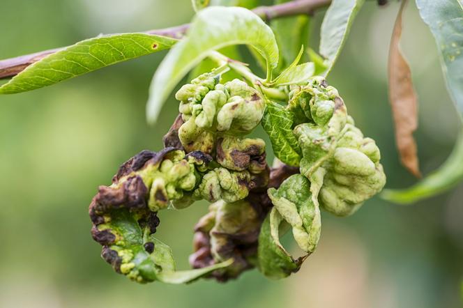 Kędzierzawość liści brzoskwini