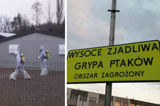 Ptasia grypa niedaleko Leszna! Wirusa wykryto u martwej dzikiej gęsi znalezionej przy plaży w popularnej miejscowości wypoczynkowej. Czy jest zagrożenie dla ludzi?