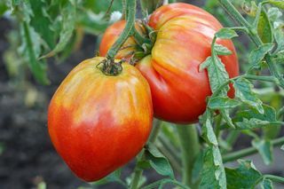 Uprawa pomidorów Bawole Serce krok po kroku