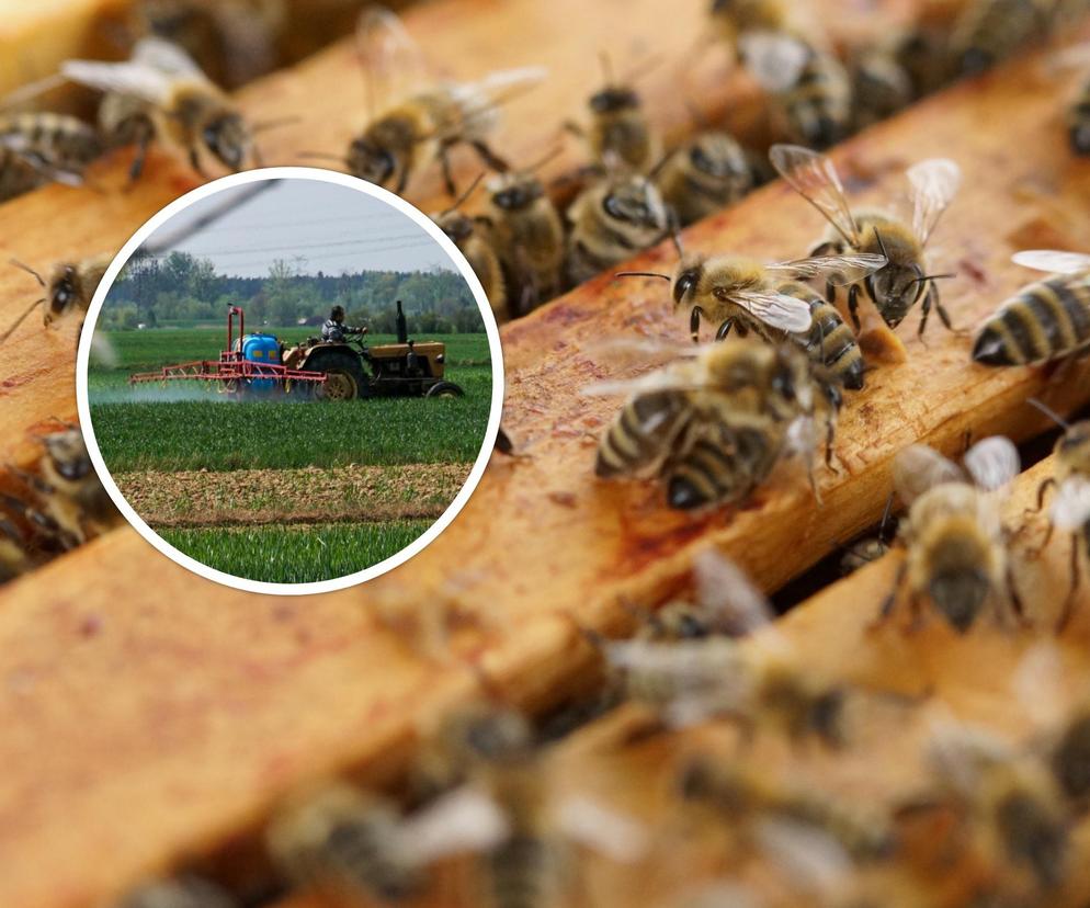 Miliony pszczół zostały otrute. To była katastrofa ekologiczna! Rolnik usłyszał wyrok