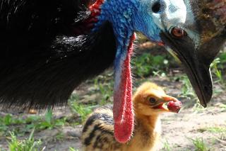  To jeden z najgroźniejszych ptaków na świecie. Pisklę wykluło się w warszawskim zoo