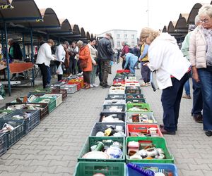 Tyski Jarmark Staroci jak zwykle przyciągnął tłumy