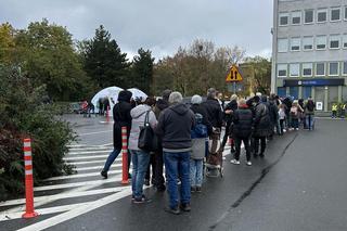 Urząd Miasta Zielona Góra rozdał dynie! Mimo złej pogody były tłumy