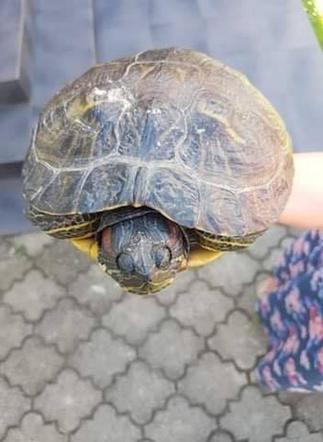 Bełchatów: Zabłąkany żółw trafił z ulicy prosto na komendę! Teraz czeka na swojego właściciela 