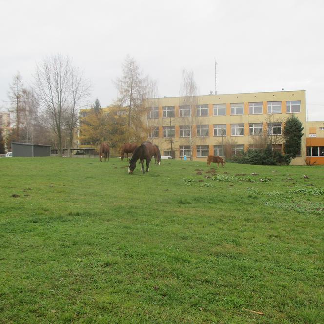 Pięć koni bez opieki przechadzało się  po  Krakowie!  Wydostały się ze stadniny!