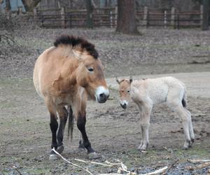 Mały konik Przewalskiego w Warszawskim ZOO