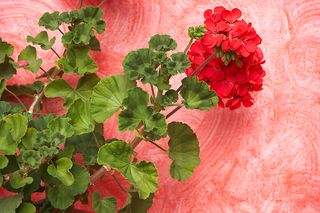 Pelargonia - Pelargonium