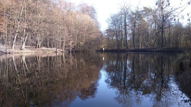 Trwa zbieranie podpisów pod petycją wyłączenia obwodów łowieckich z toruńskich lasów
