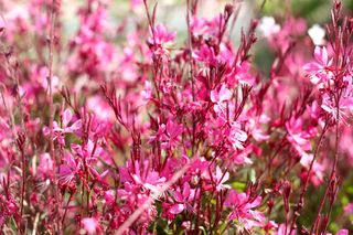 Gaura Lindheimera - Gaura lindheimeri